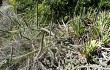 Preview photo Cereus saxicola