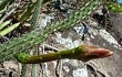 Preview photo Cereus saxicola