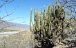 Preview photo Echinopsis guentheri