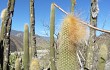 Vista previa de Echinopsis guentheri