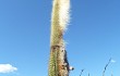 Vista previa de Echinopsis guentheri