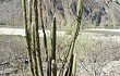 Anteprima di Echinopsis guentheri