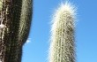 Anteprima di Echinopsis guentheri