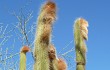 Preview photo Echinopsis guentheri