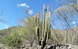 Anteprima di Echinopsis guentheri