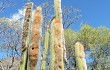 Preview photo Echinopsis guentheri