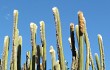 Vista previa de Echinopsis guentheri