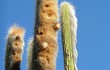 Anteprima di Echinopsis guentheri