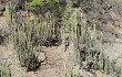 Anteprima di Echinopsis guentheri