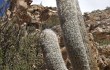 Anteprima di Echinopsis celsiana