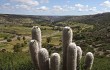 Vista previa de Echinopsis celsiana