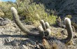 Anteprima di Echinopsis celsiana