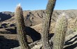 Vista previa de Echinopsis celsiana