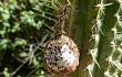 Preview photo Echinopsis buchtienii