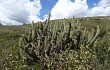 Preview photo Echinopsis buchtienii