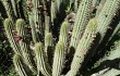 Preview photo Echinopsis buchtienii