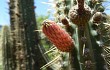 Anteprima di Echinopsis buchtienii