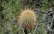 Preview photo Echinopsis buchtienii