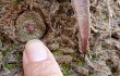 Preview photo Blossfeldia liliputana