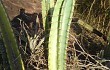 Anteprima di Cereus stenogonus