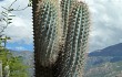 Anteprima di Browningia columnaris