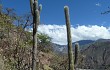 Vista previa de Browningia columnaris