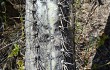 Preview photo Browningia columnaris