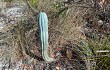 Preview photo Cereus bradei