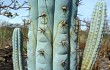 Vista previa de Cereus bradei