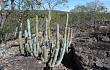 Anteprima di Cereus bradei