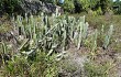 Anteprima di Cereus fernambucensis