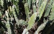 Preview photo Cereus fernambucensis