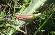 Preview photo Cereus fernambucensis