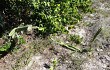 Preview photo Cereus fernambucensis