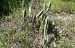 Preview photo Cereus fernambucensis