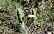 Vista previa de Cereus fernambucensis