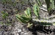 Anteprima di Cereus fernambucensis