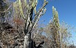 Anteprima di Cereus jamacaru