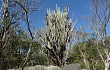 Anteprima di Cereus jamacaru