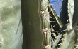 Vista previa de Cereus jamacaru