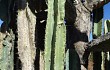 Anteprima di Cereus jamacaru