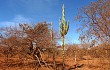 Anteprima di Cereus jamacaru