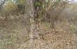 Vista previa de Cereus jamacaru