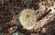 Anteprima di Coleocephalocereus goebelianus