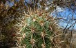 Vista previa de Coleocephalocereus goebelianus