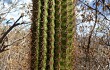 Anteprima di Coleocephalocereus goebelianus