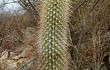 Anteprima di Coleocephalocereus goebelianus