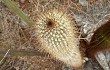 Vista previa de Coleocephalocereus goebelianus