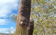 Anteprima di Coleocephalocereus goebelianus