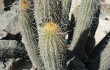 Preview photo Echinopsis acanthura